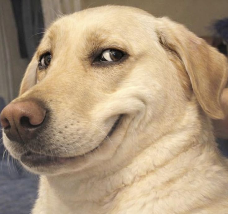 Dog with an awkward polite smile