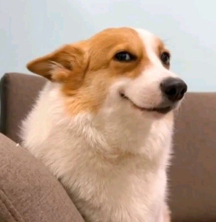 Corgi with a satisfied smile
