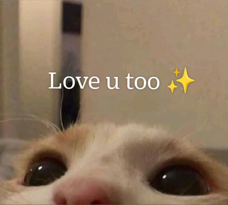 A cat peeking up from the bottom of the frame, captioned love u too