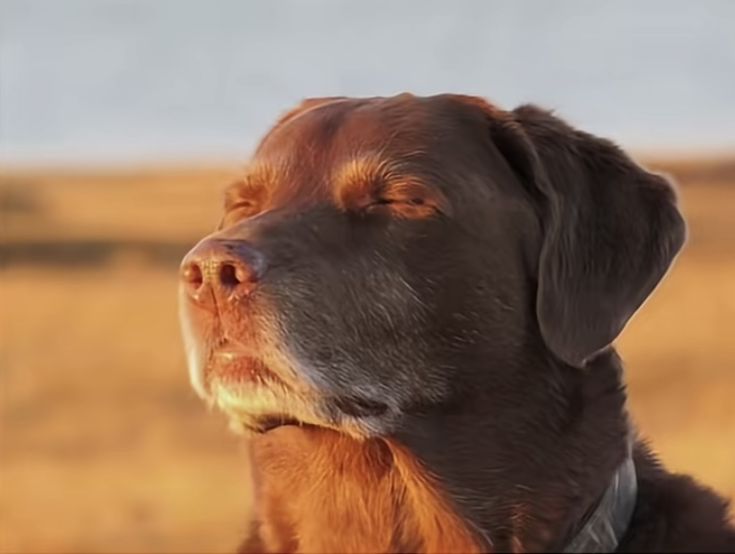 A very content dog squinting into the sunset