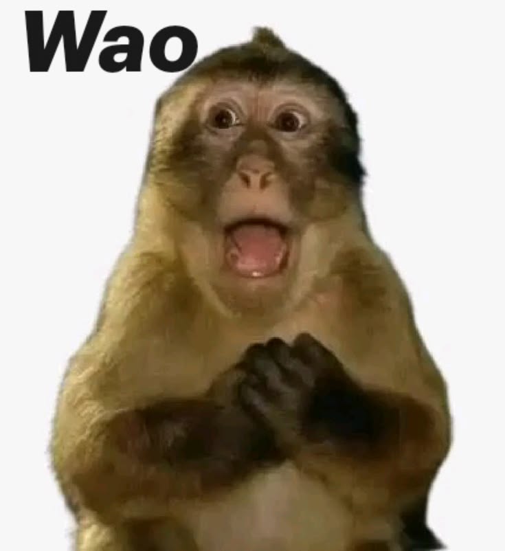 Shocked monkey saying wao